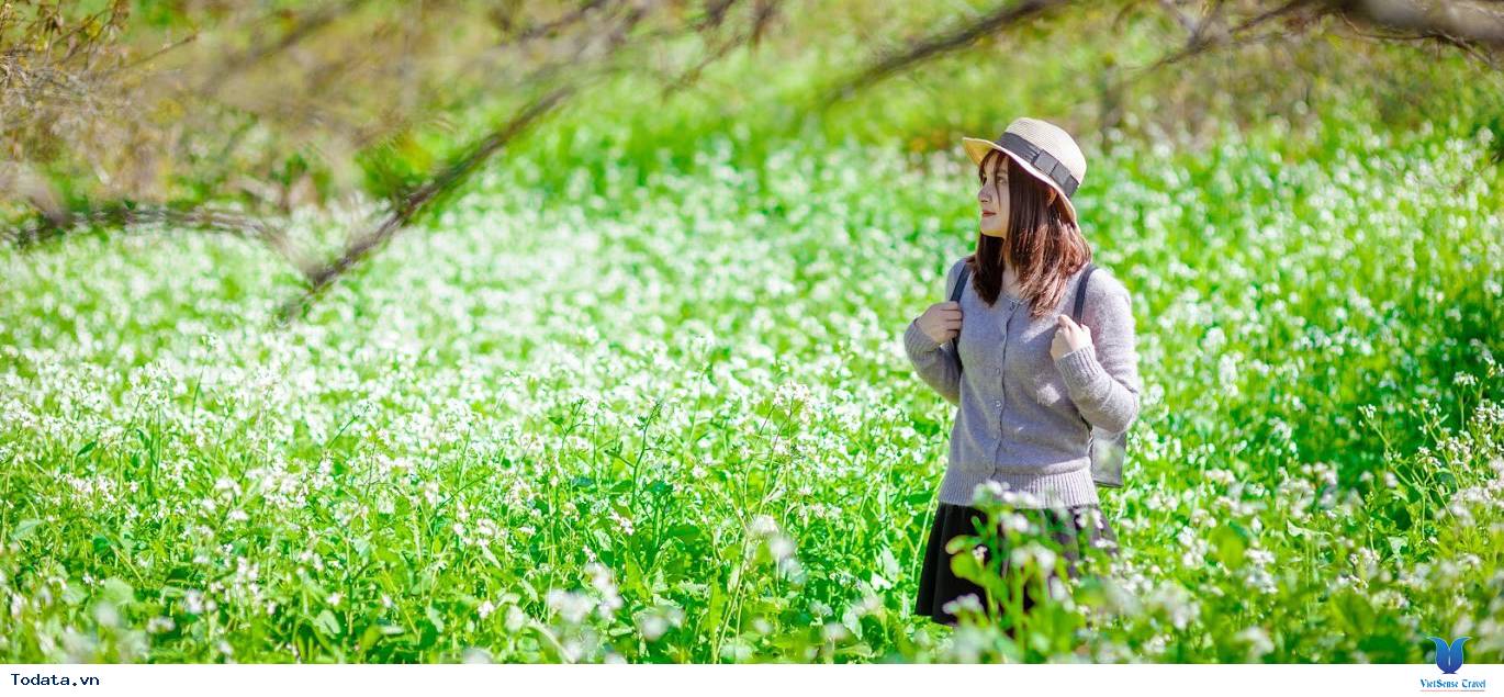 Tour Mộc Châu Mùa Hoa Cải - Ảnh 2 trải nghiệm Mộc Châu Mùa Hoa Cải 2025
